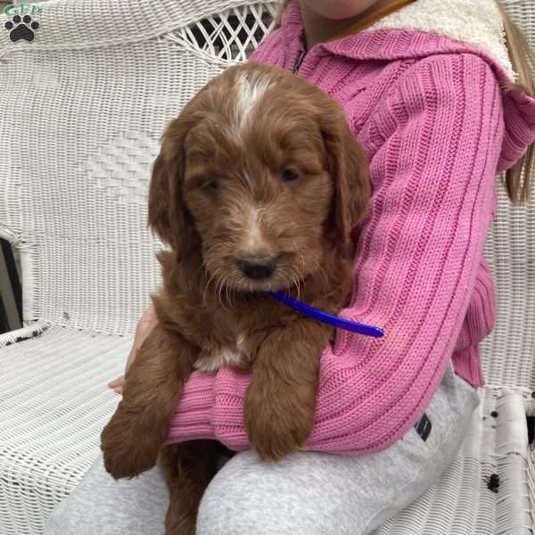 Jackson, Goldendoodle Puppy