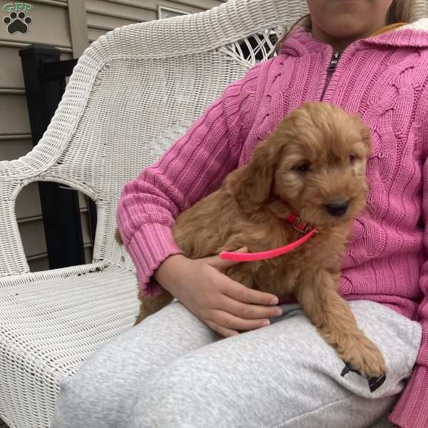 Carmel, Goldendoodle Puppy