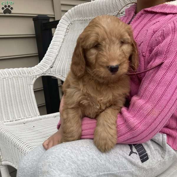 Franklin, Goldendoodle Puppy