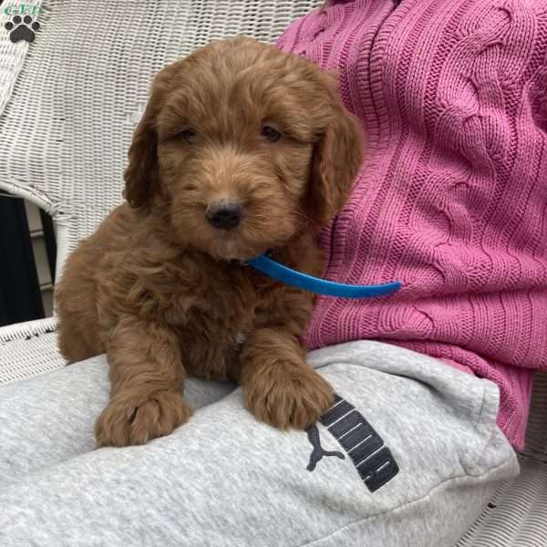 Blossom, Goldendoodle Puppy