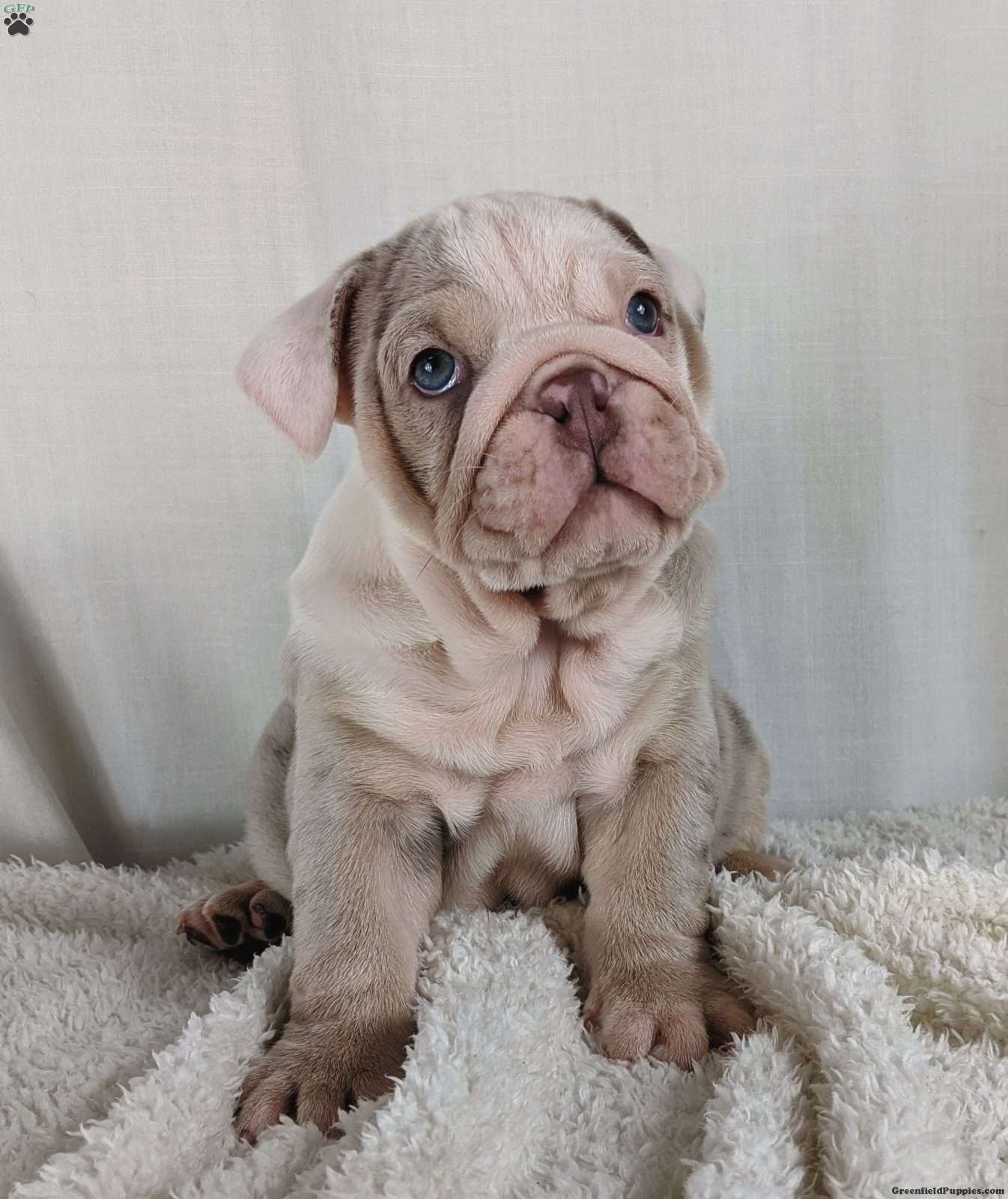 blue tri english bulldog puppies