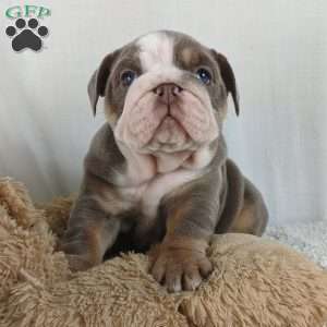 English Bulldog Puppies For Sale | Greenfield Puppies