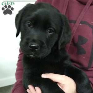 Bebji, Black Labrador Retriever Puppy