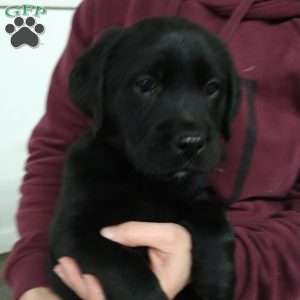 Bebji, Black Labrador Retriever Puppy
