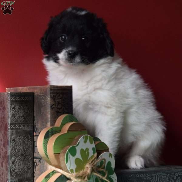 Spencer, Pomapoo Puppy