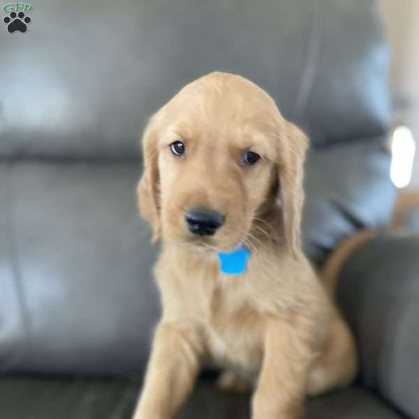 Genesis, Golden Retriever Puppy