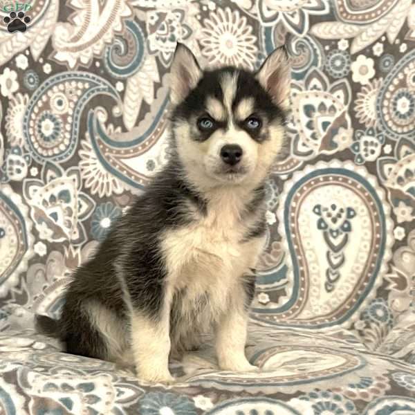 Noah, Siberian Husky Puppy