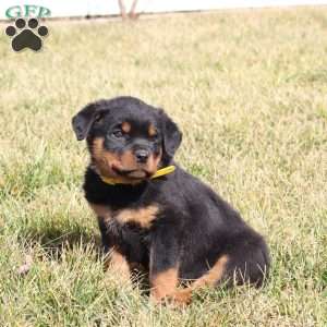 a Rottweiler puppy named Cookie