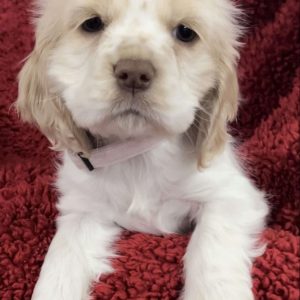 Cocker Spaniel Puppies For Sale | Greenfield Puppies