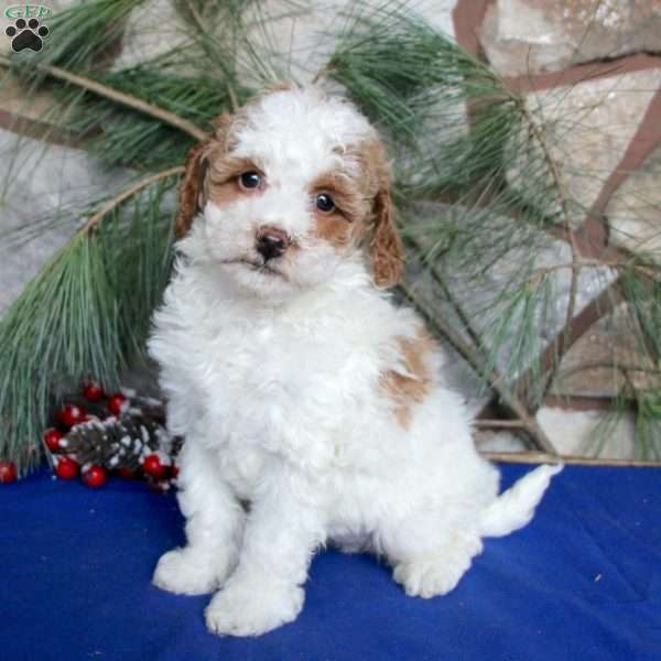 Patches, Cockapoo Puppy
