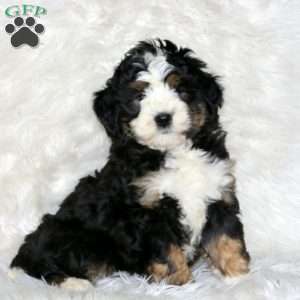 Indy, Mini Bernedoodle Puppy