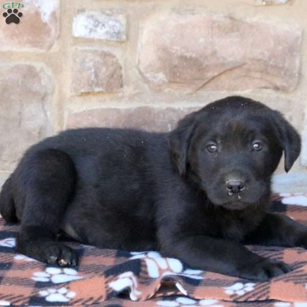 Jace, Black Labrador Retriever Puppy
