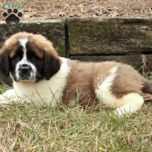 Saint Bernard Puppies for Sale | Greenfield Puppies