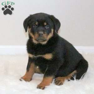 a Rottweiler puppy named Jackie