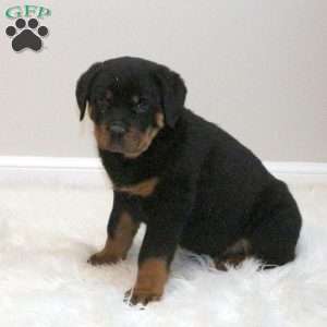 a Rottweiler puppy named Jackson