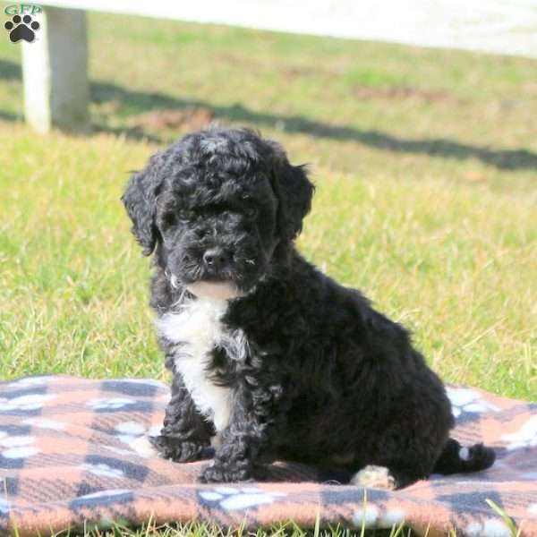 Jasper, Mini Labradoodle Puppy