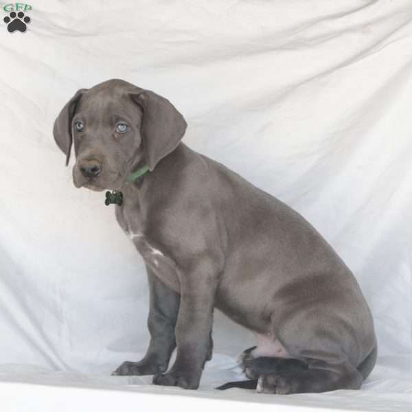 Jasper, Great Dane Puppy