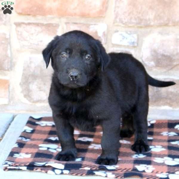 Jax, Black Labrador Retriever Puppy