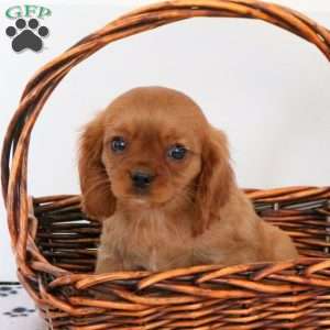 Jax, Cavalier King Charles Spaniel Puppy