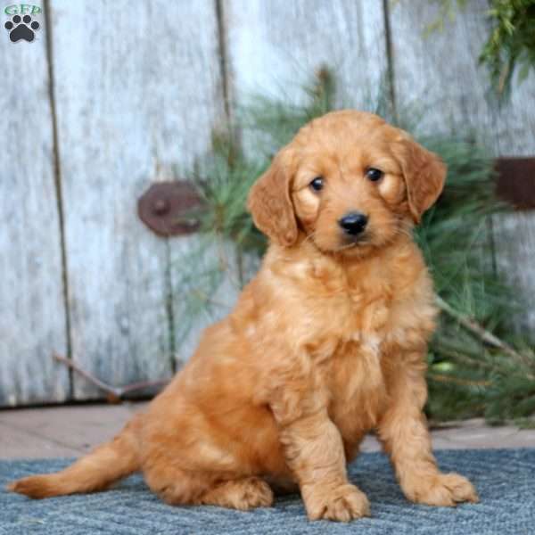 Jayda, Mini Goldendoodle Puppy
