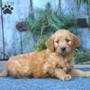 Jayda, Mini Goldendoodle Puppy