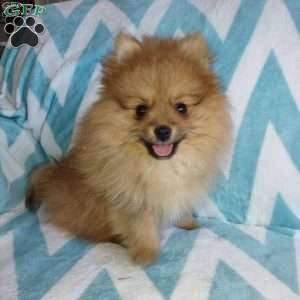 Pomeranian Puppies For Sale - Greenfield Puppies