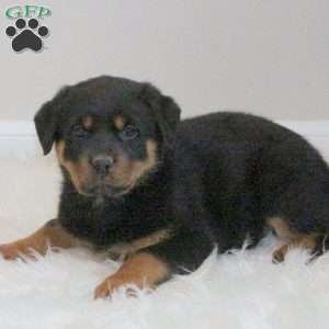 a Rottweiler puppy named Jenny