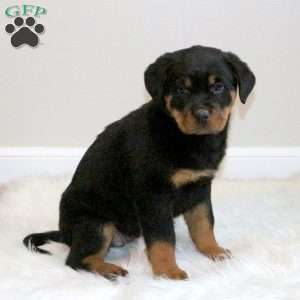 a Rottweiler puppy named Jessie