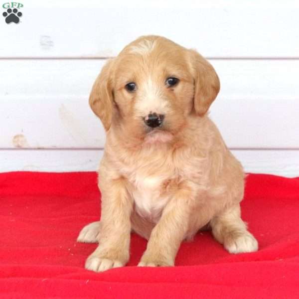 Jessie, Labradoodle Puppy
