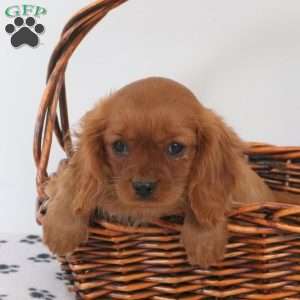 Jessie, Cavalier King Charles Spaniel Puppy