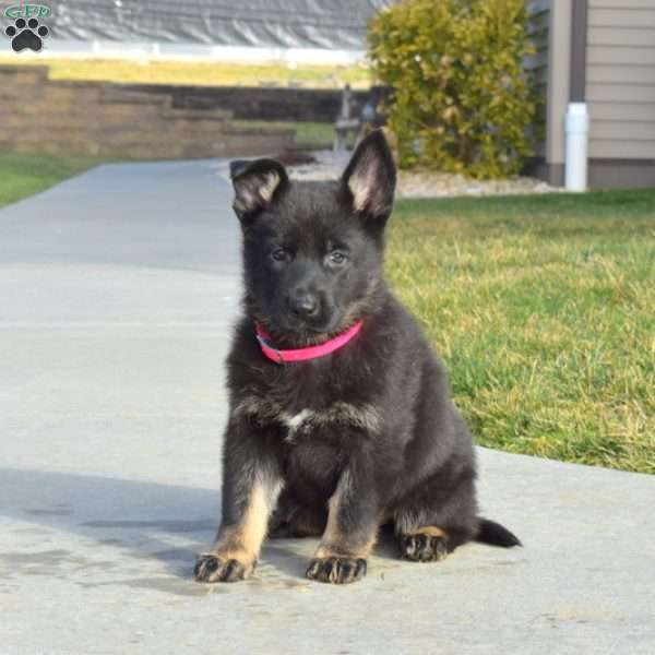 Jewel, German Shepherd Puppy