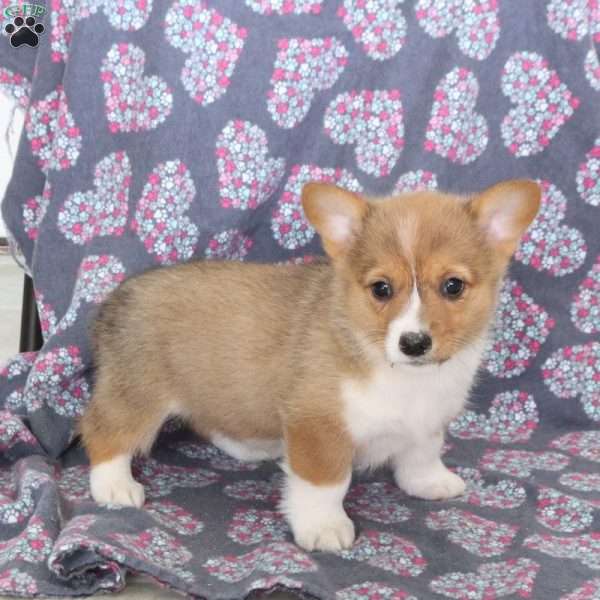 Jill, Pembroke Welsh Corgi Puppy