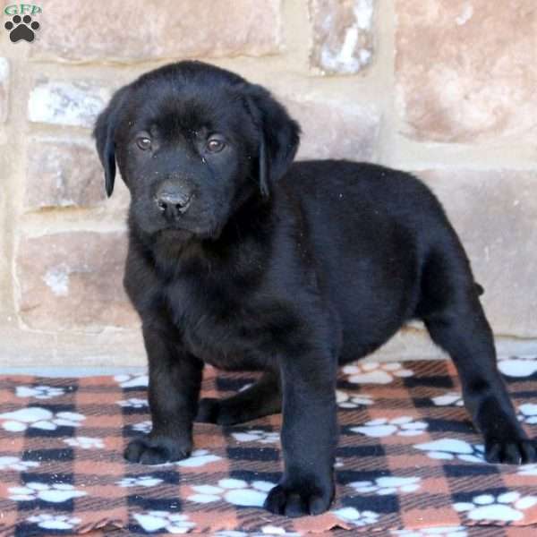 Jinny, Black Labrador Retriever Puppy
