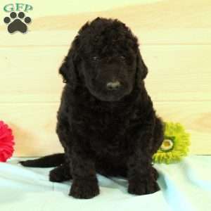 Johnny, Bordoodle Puppy