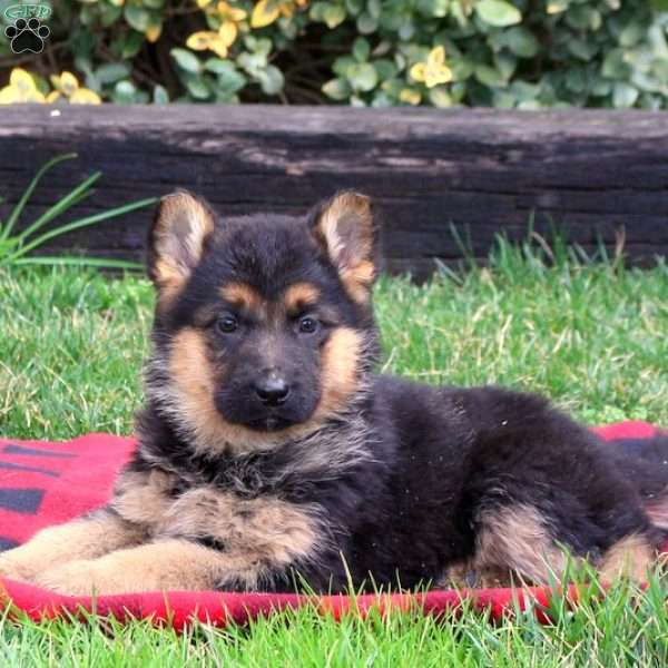 Joni, German Shepherd Puppy