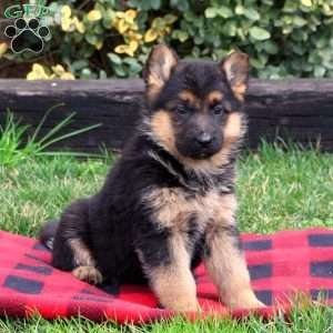 Joni, German Shepherd Puppy