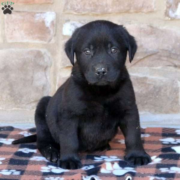 Jude, Black Labrador Retriever Puppy