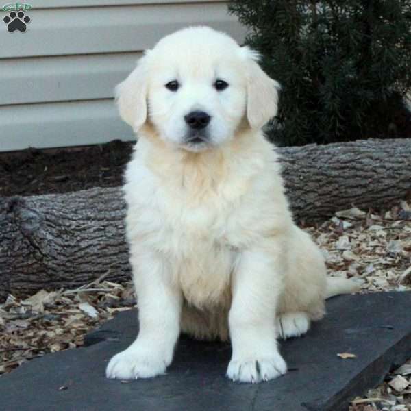 Kadet, English Cream Golden Retriever Puppy