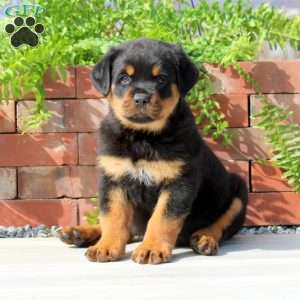 a Rottweiler puppy named Kash