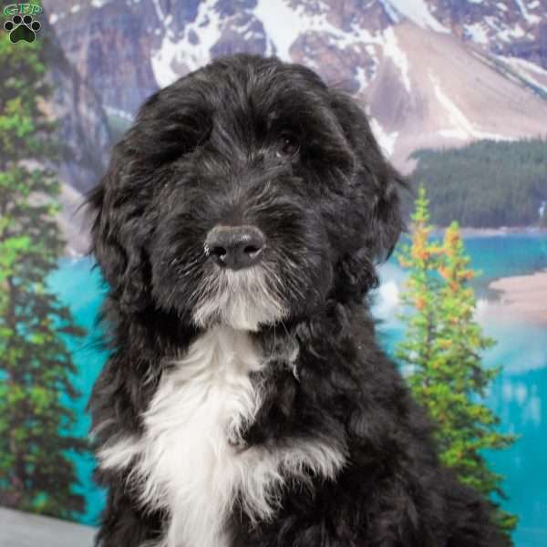 Kassidy, Portuguese Water Dog Puppy
