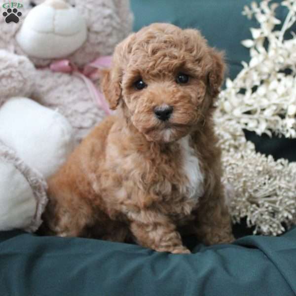 Katie, Bich-poo Puppy