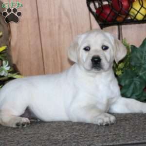 Kendi, Yellow Labrador Retriever Puppy
