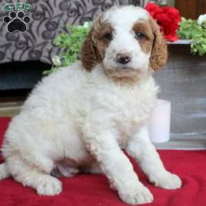 Kenneth, Mini Goldendoodle Puppy