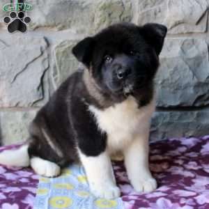 Akita Puppies for Sale | Greenfield Puppies