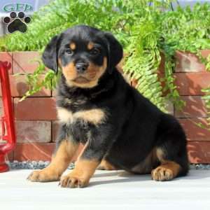 a Rottweiler puppy named Kenzie