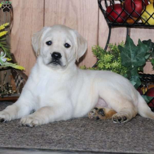 Kierra, Yellow Labrador Retriever Puppy