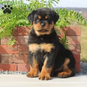 a Rottweiler puppy named Killian