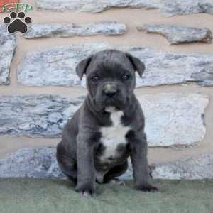 Cane Corso Puppies For Sale | Greenfield Puppies