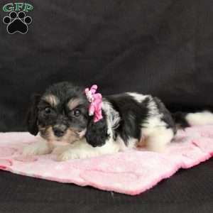 Cavachon Puppies For Sale | Greenfield Puppies