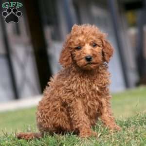 Kolton, Goldendoodle Puppy